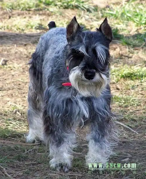 雪纳瑞天生立耳的原因