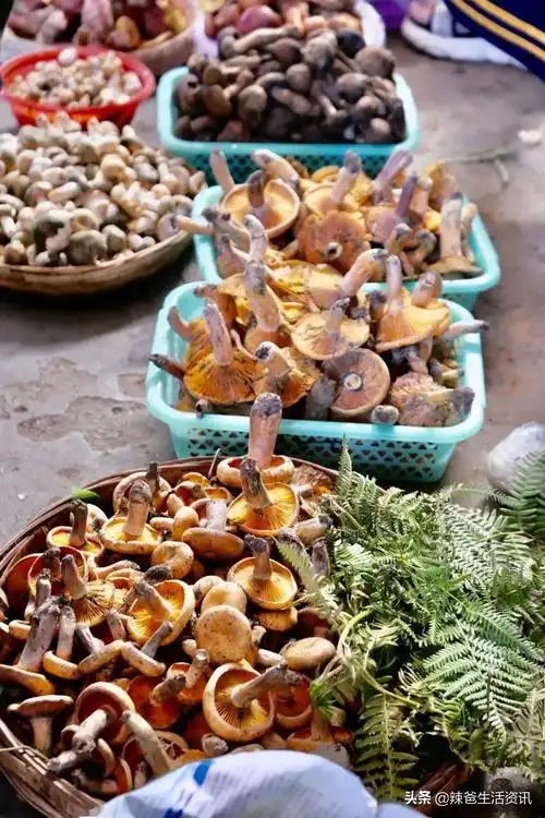 食用菌菇类十大排名(食用菌菇类有哪些)插图