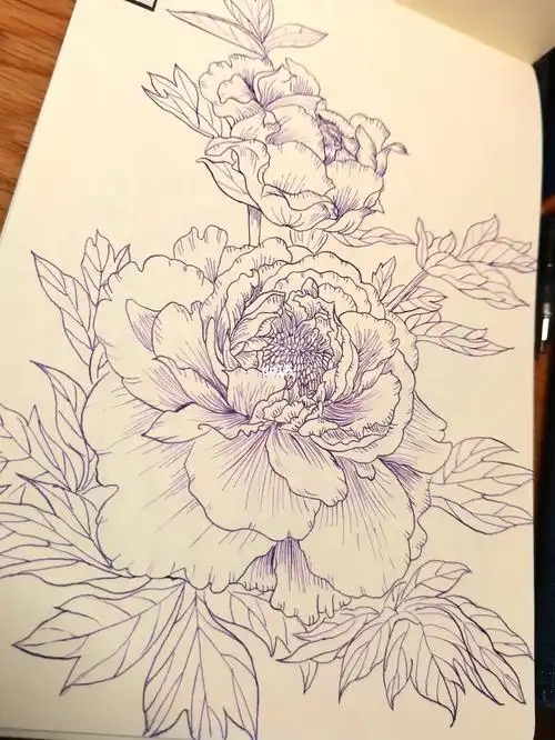 钢笔线描牡丹