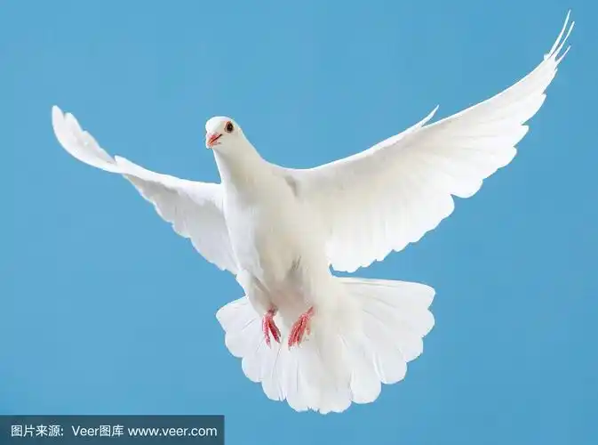 白色鸽子,展开翅膀,孤立在蓝色上