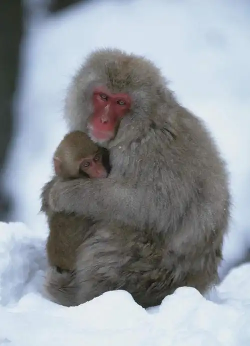 无人,母亲,儿子,抱,竖图,俯视,室外,特写,白天,温泉,雪,大雪,野生动物