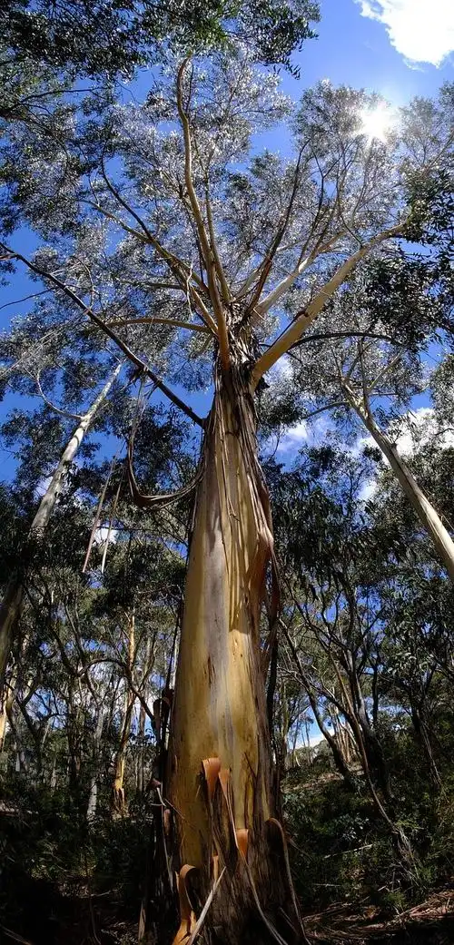 树,尤加利树,eucalyptuses