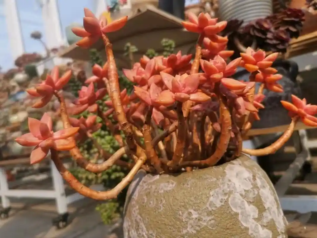 广州南沙网友养的"铭月"多肉大老桩,这颜色狠狠惊艳了我