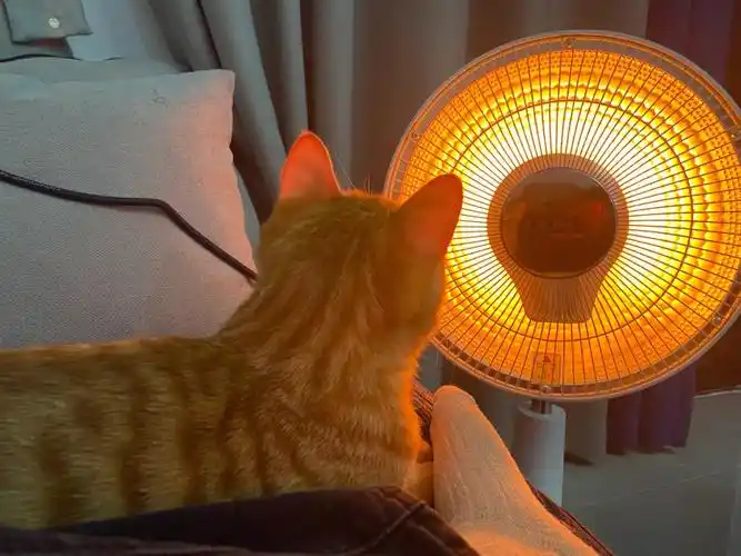 猫生第一次离太阳这么近