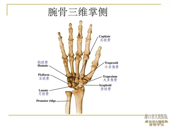 腕骨解剖ppt课件.ppt