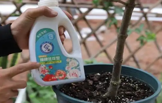 给栀子花准备肥料
