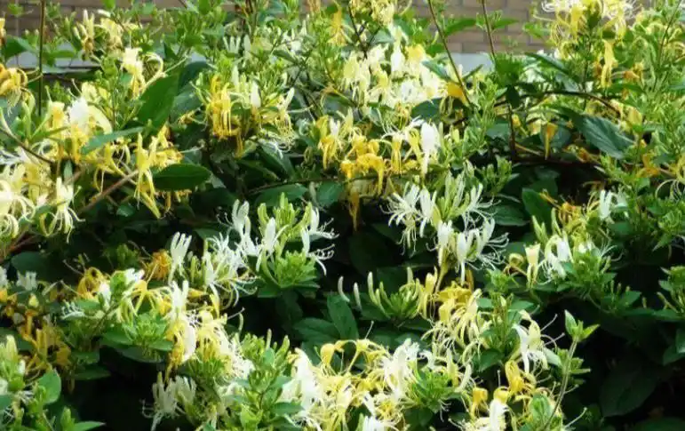 我们身边的中草药金银花