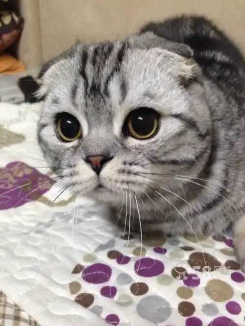 美短折耳公猫借配