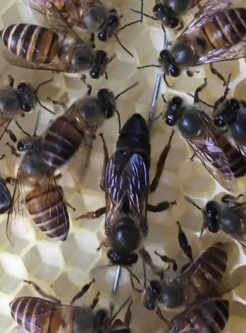 中蜂蜂王种王高产蜜蜂蜂王活体产卵王双色杂交王阿坝蜂王产子王