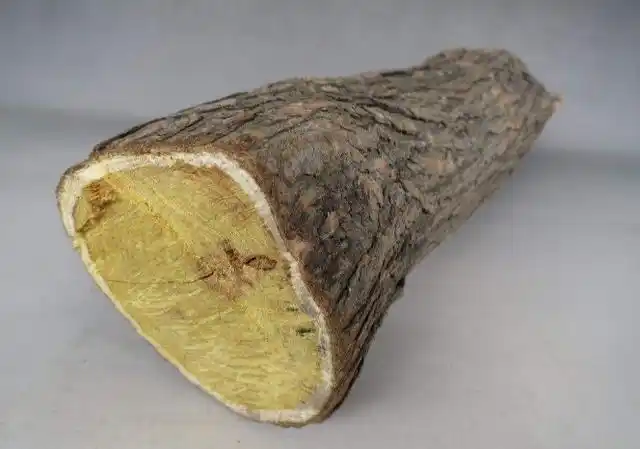 农村野果从小吃到大,殊不知树干被称"帝王木",经济效益可观