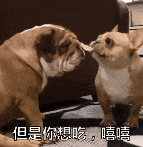 74这只贱贱的法斗快把英斗气炸了