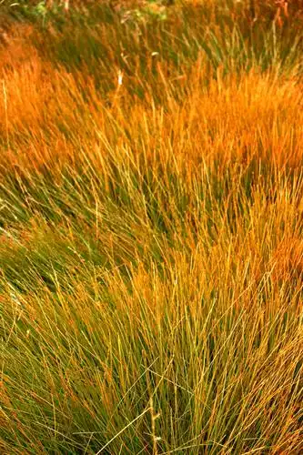 一年秋草黄,萧瑟天苍苍 写美篇             深秋的草美极了,秋天深了