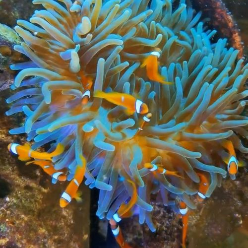 小丑鱼活体鱼宠物番茄小丑人工海水人工繁殖会钻海葵小型鱼观赏鱼