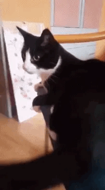 218_392gif 动态图 动图