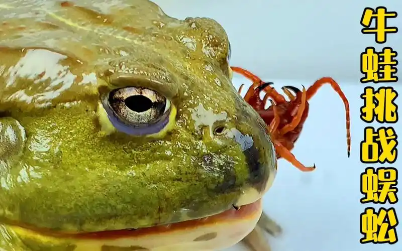 非洲牛蛙大战巨型红龙蜈蚣 牛蛙vs蜈蚣 超级精彩