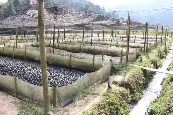 ",草长莺飞二月天,走进景谷县正兴镇勐乃村李有志的牛蛙养殖基地