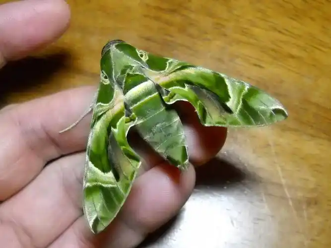 p>夹竹桃天蛾( i>daphnis nerii   /i>(linnaeus, 1758是 a target="