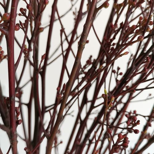 云南干花干枝腊梅灯台花枝复古怀旧diy树枝餐桌客厅落地装饰花束