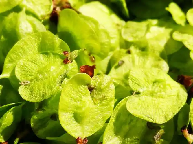 撸榆钱——金贵的榆钱