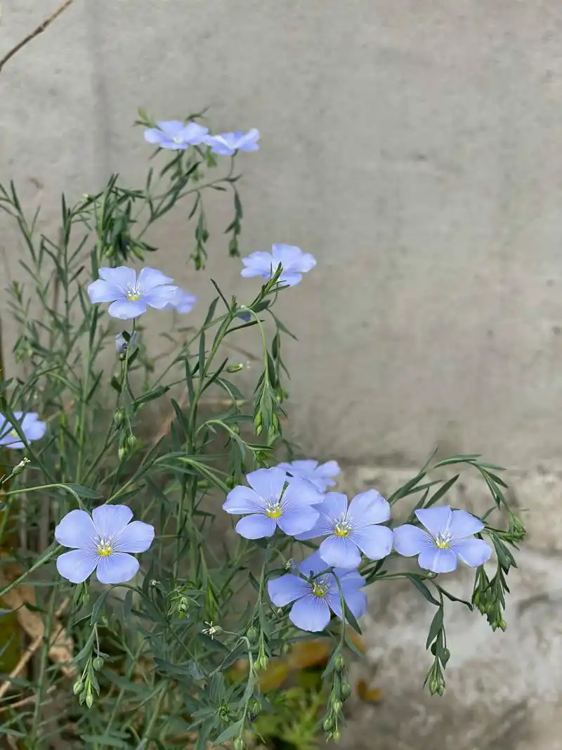 蓝花亚麻 第三年了还在抽芽 真的很值得播种 熬过冬天 熬过夏天 牛