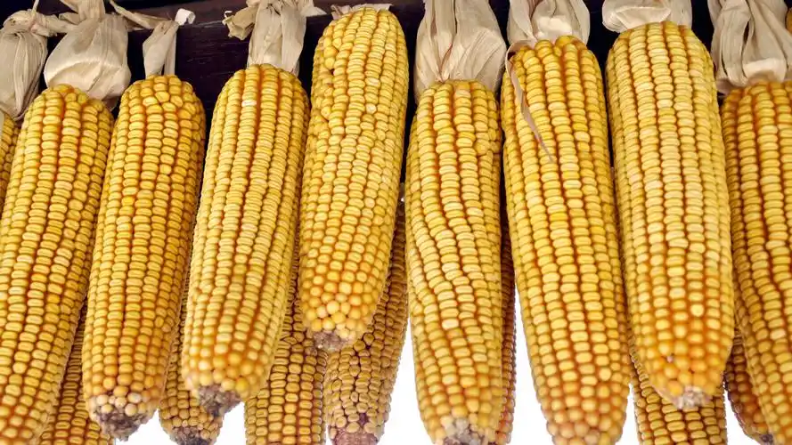 粮食玉米,高清图片,电脑桌面-壁纸族