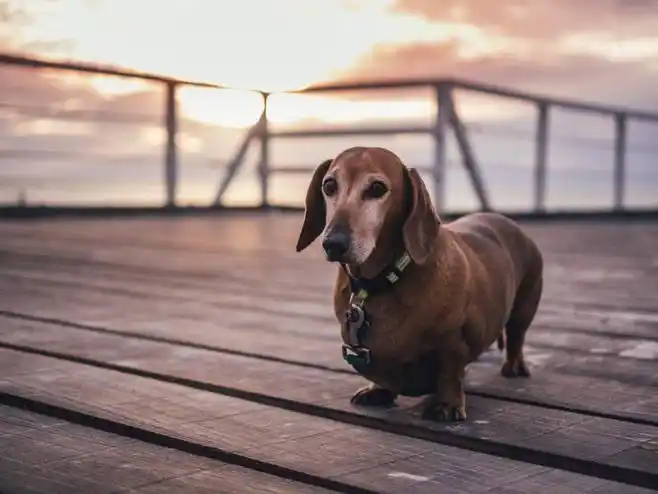 collin the sausage dog photo by marcus wallis (@marcus_wallis)