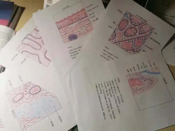 口腔组织病理学画图2