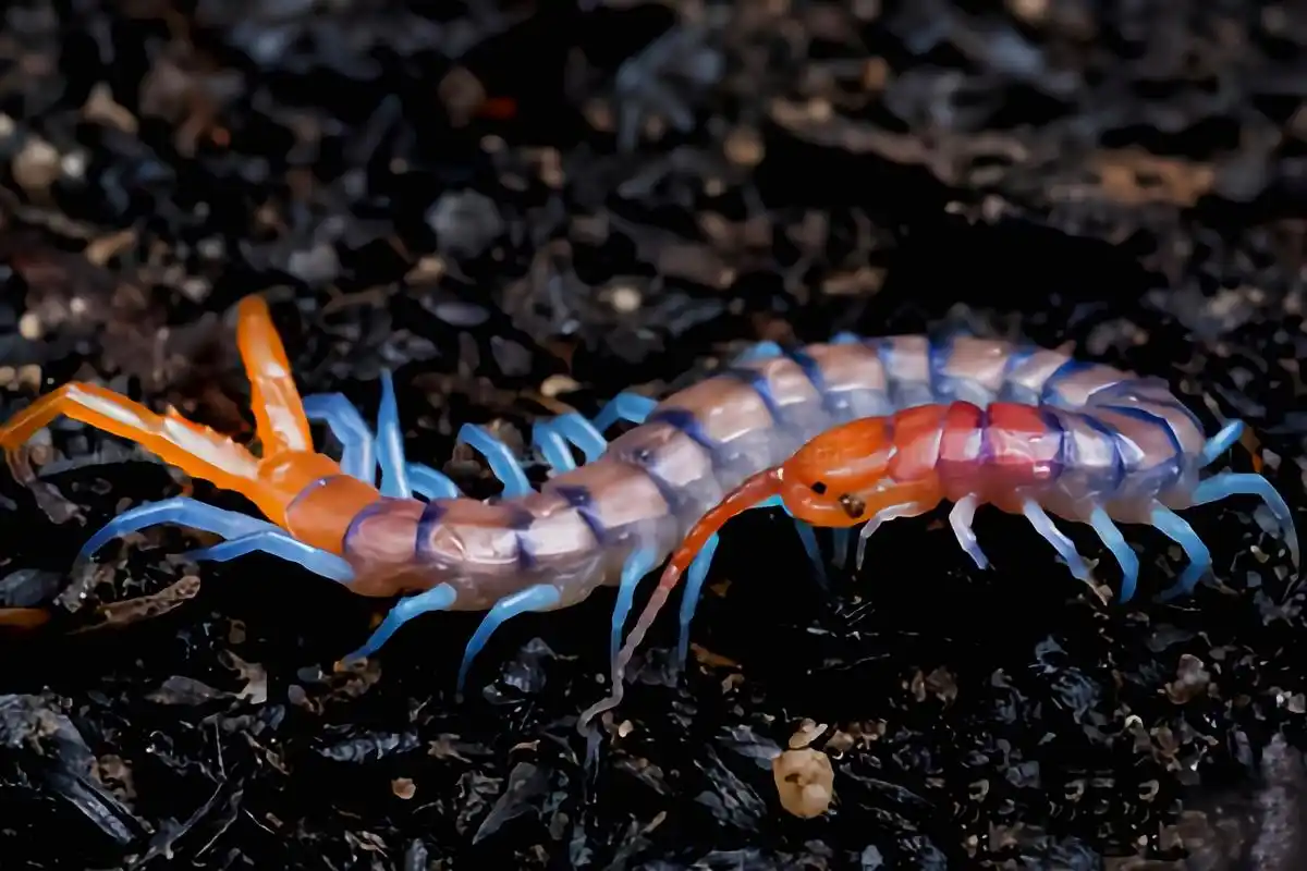 每天认识一种动物——海南间脚蜈蚣 海南间脚蜈蚣别蚣,斑足蜈蚣,橙腿