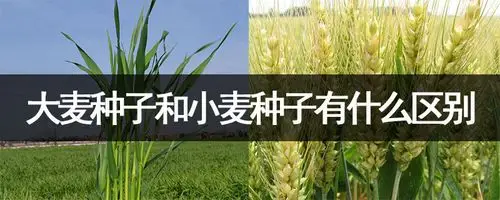 大麦种子和小麦种子有什么区别