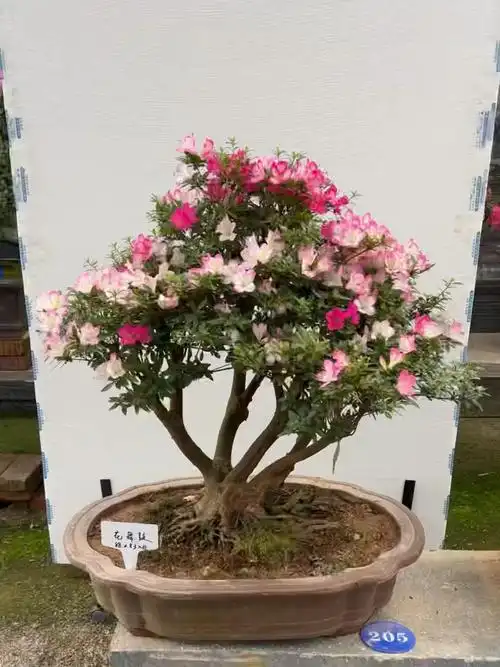 杜鹃皋月名贵品种花舞鼓