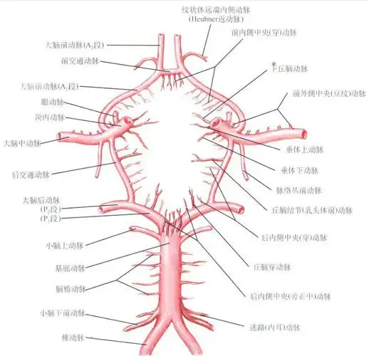 干货推荐图解脑动脉的正常变异