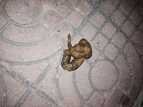 狗狗大便有点稀,是什么问题