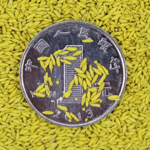 麦冬草新种子种植用量