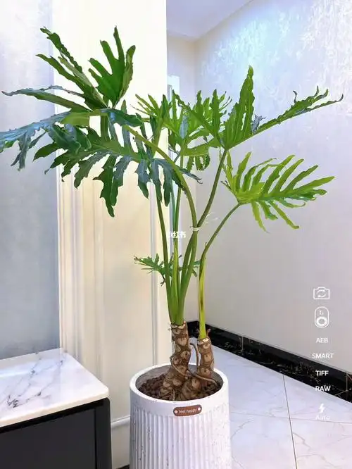 客厅绿植龙鳞春羽