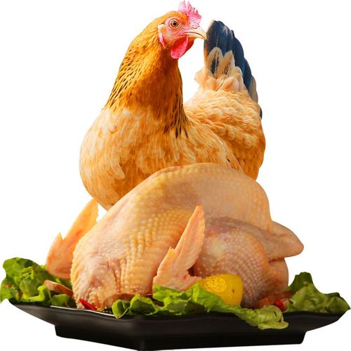 农家散养三黄土鸡童子鸡芙蓉鸡土鸡山地放养整鸡 三黄土鸡[ 实发2只]