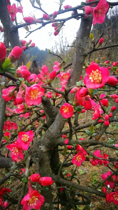 木瓜海棠喜迎春