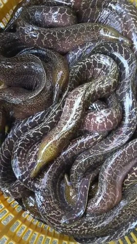 海鳗干图片_海鳗干大全/细节图 - 搜好货网海量高清精选图片