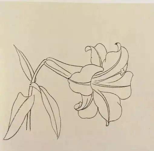 图文教程工笔单株百合花的绘画步骤解析易学易练