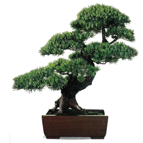 罗汉松盆景图片(罗汉松盆景图片大全)