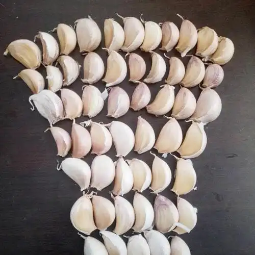 供应山东金乡大蒜种子红皮原种批发