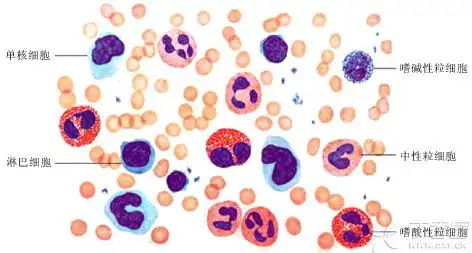 【求助】肥大细胞染色