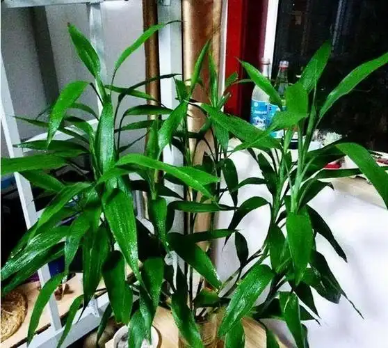 这"三种竹"适合家庭养护,遇水疯长,养成苍劲小盆景,高雅别致