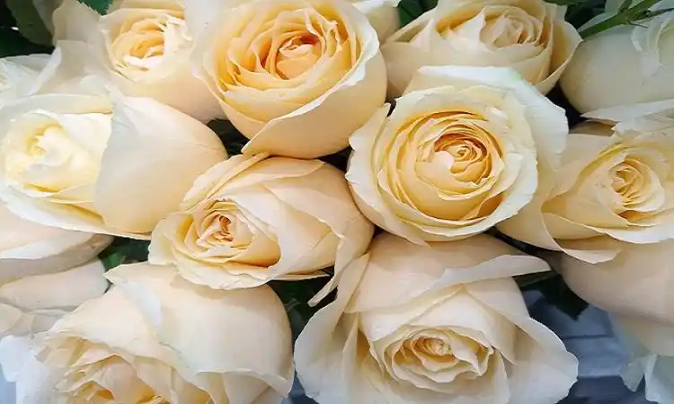 香槟色玫瑰花代表什么意思