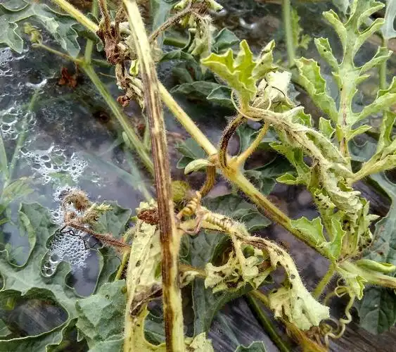 西瓜苗得了疫病很影响产量!瓜农真的很烦恼