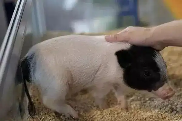 猪八戒是黑猪还是白猪一次我国养猪史上的史诗级偷梁换柱