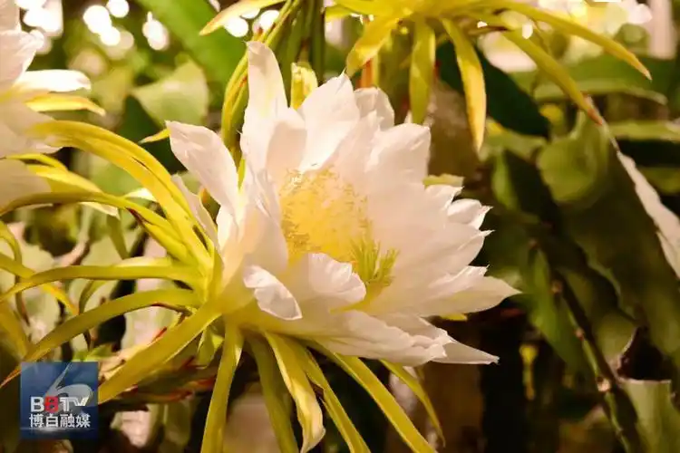 惊艳博白这一大片火龙果开花了附开花全过程视频