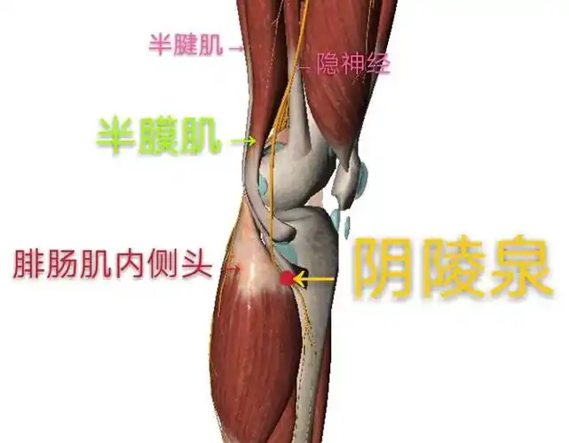 沿胫骨上端内髁的后下缘进入比目鱼肌起端内