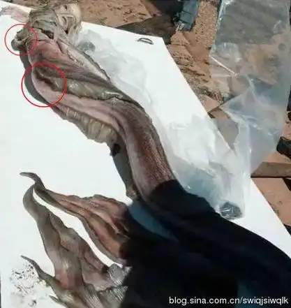 澳大利亚发现美人鱼尸体真假澳洲海滩美人鱼是真的吗图片