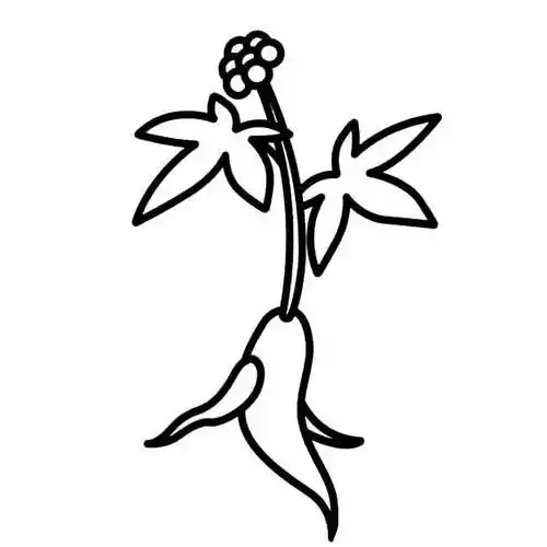 人参简笔画 人参简笔画图片