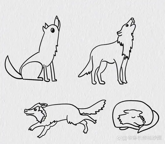 动物简笔画 狼